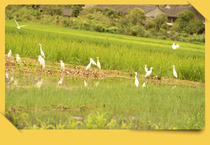 Leisurely Little Egrets