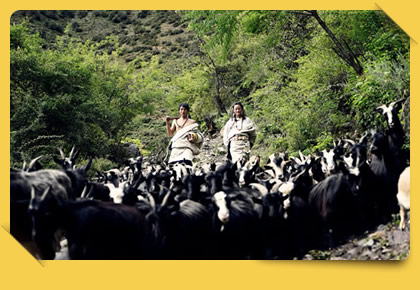 Traditional wisdom of practicing farming and herding simultaneously