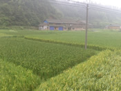 Various old varieties of rice are grown in Liufang Village