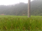 Rice grown in the fields of Liufang Village is intercopped