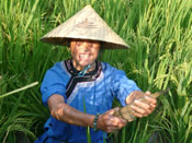 Rice-duck-fish cultivation is a traditional farm culture in Liufang Village