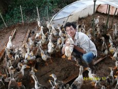 返鄉青年、社區伙伴的CSA畢業生姚慧峰致力生態農業，回鄉實踐稻鴨共作，在稻田中同時飼養鴨子。