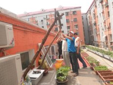 社區伙伴支持北京四個社區進行陽台種植。圖為其中一個社區的成員建置屋頂菜園。