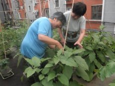 Community members in Beijing tending vegetables in their own pots as well as those grown in public space of the roof-top garden.