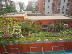 A full grown roof-top garden in summer in a Beijing community