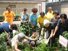 北京一個社區的屋頂菜園豐收，社區成員與一些獨居老人分享收成。