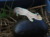 The little salamander that the children have created takes a sunbath on a rock