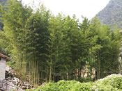 竹子適合麻山的天然環境，宜種植以恢復生態