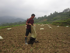 Livestock manure is used as ecological fertiliser by the farmers.