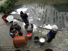 In Liufang Village at Liping County in Guizhou, the village women pour domestic detergent into their organic farming field which raises ducks and fish, causing death of a large amount of fish fry.