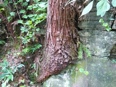 Drawing upon traditional knowledge, villagers of Baixianglin in Guizhou managed to restore the previously destroyed ecological environment by growing trees on rocks.