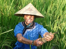 In traditional ecological farming in Liufang Village of Liping County in Guizhou, fish and ducks are reared in paddy fields to control pests and to fertilise the fields. The rearing method is the core culture of the Dong people there. PCD supports the village to revive such farming tradition. 