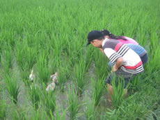 In traditional ecological farming in Liufang Village of Liping County in Guizhou, fish and ducks are reared in paddy fields to control pests and to fertilise the fields. The rearing method is the core culture of the Dong people there. Curious children watch ducks eating crop pests in fields at Liping Village.