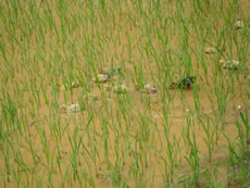 A farmer practices ecological farming through raising ducks in the paddy fields.