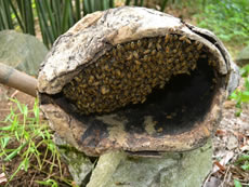 With PCD's support to a survey, it is found that traditional methods in keeping Chinese honeybees is the lifeline for the ecological restoration of the soil-denuded areas of Guizhou. One traditional method for beekeeping there is to use beehives made from tree trunks to catch wild bees.