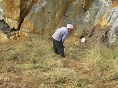 A farmer adopts natural farming methods to grow fruit trees. She is cutting weeds which are used to cover the field.