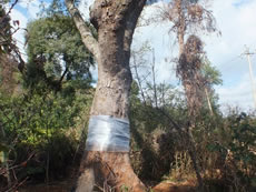 An Albizia mollis tree showed life again after treatment