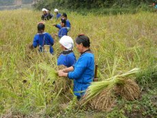 Women villagers singing folk songs while harvesting crop of preserved variety in Liping, Guizhou.