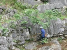 PCD works with local partner to revive vines & plants adaptable to the karst areas in Mashan to reduce corn planting which erodes the top soil.