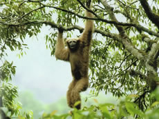 Take a closer look at the hoolock gibbon
