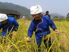 A farmer from Liufang Village of Liping County from Guizhou Province is harvesting a traditional crop of sticky rice.