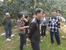Farmers visited organic pomelo growing farm in a village in Guangxi.