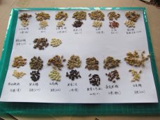 In Guangxi, PCD supports the conservation of local rice species and the introduction of new species, so as to diversify the species of rice.