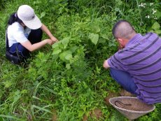 People from the project group in Wayao County, Guizhou Province inspect the harvest of a farmland where natural farming methods are adopted. 