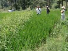 Rice species improvement experiment in Nandan County, Guangxi Province.