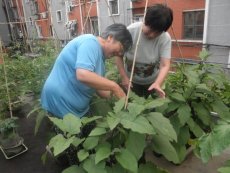 北京一个社区的居民在他们的屋顶菜园进行种植，小心护理所种植的蔬菜。