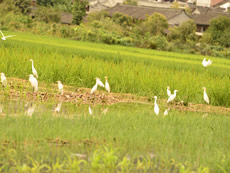 Leisurely Little Egrets