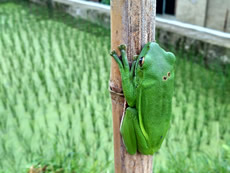 Farms Thriving with the Guardians of Crops