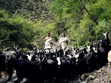 Traditional wisdom of practicing farming and herding simultaneously